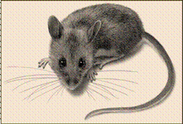 http://cdn.orkin.com/images/rodents/deer-mouse-illustration_360x244.jpg